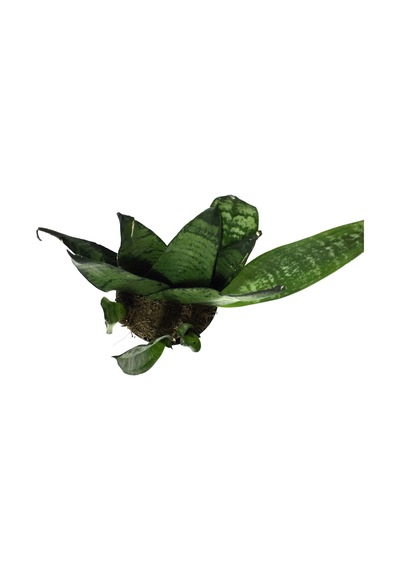 Sansevieria Zeylanica (Paşa Kılıcı)  Ø5,5 CM H10-15 CM