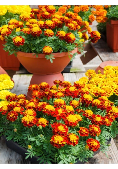 Videolu Turuncu Kabristan Için 9lu Kdife Çiçeği 15-25 Cm Tüplü Dış Mekan Orange Cemetery Plant