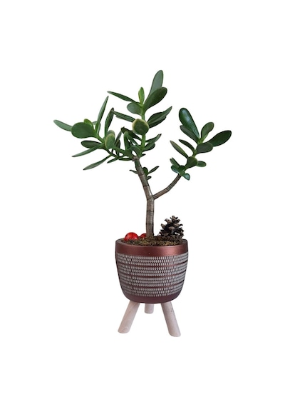 Sukulent Crassula Ovata | Ayaklı Bakır Renk Saksıda