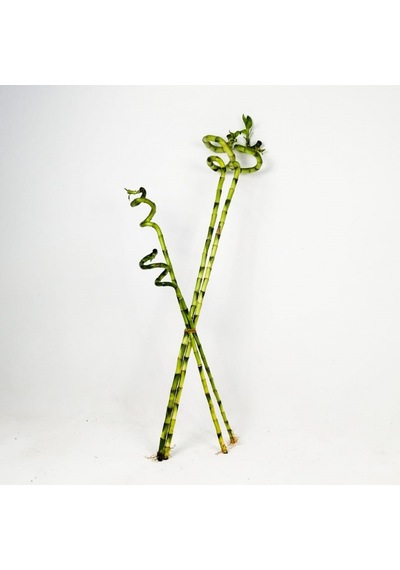 Şans Bambusu 3 Adet - 1 Metre Lucky Bamboo N11.6215