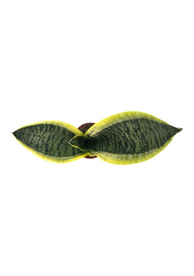 Sansevieria Trifasciata (Paşa Kılıcı) Ø8,5 CM Y10-15 CM