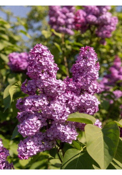 Mis Kokulu Leylak Çiçeği 1 Adet Saksılı/tüplü 40-60cm Dış Mekan Bitkisi Syringa