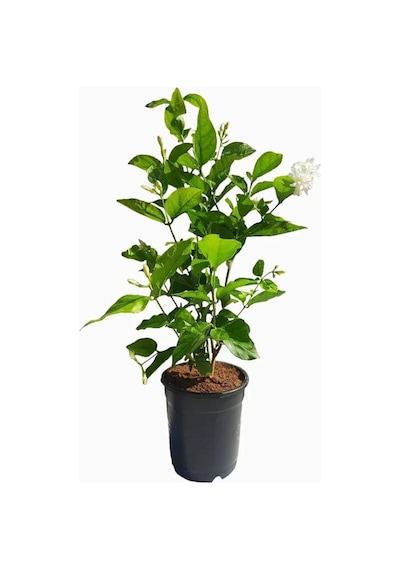 Yoğun Kokulu Katmerli Ful Yasemin Çiçeği 1 Adet Saksılı 40-60cm Jasminum Sambac