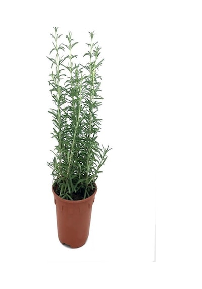 Biberiye Bitkisi Rosmarinus Officinalis Saksıda 15-25 Cm