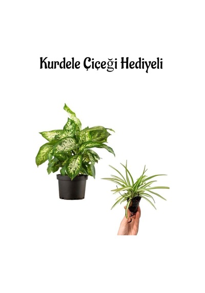 Hediyelik Difenbahya Bitkisi Sevgililer Gününe Özel Kurdele Çiçeği Hediyeli
