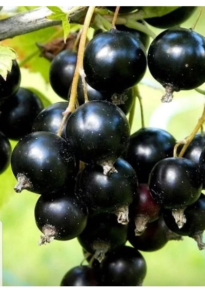 Karayemiş Fidanı Laurocerasus Officinalis ,2 Adet