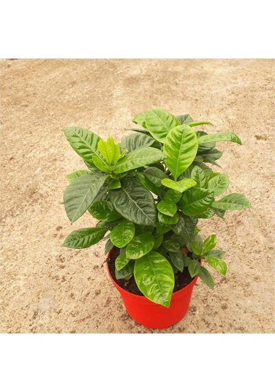 Videolu 1 Adet Beyaz Çiçekli Mis Kokulu Gardenya Çiçeği 20-35 Cm Saksılı Iç Mekan Bitkileri Gardenia