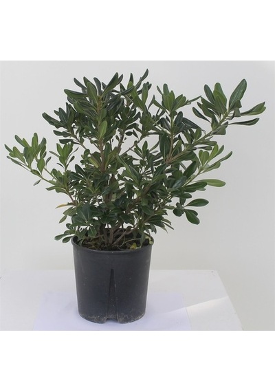 Yıldız Calısı(Pittosporum 20-25 Cm )