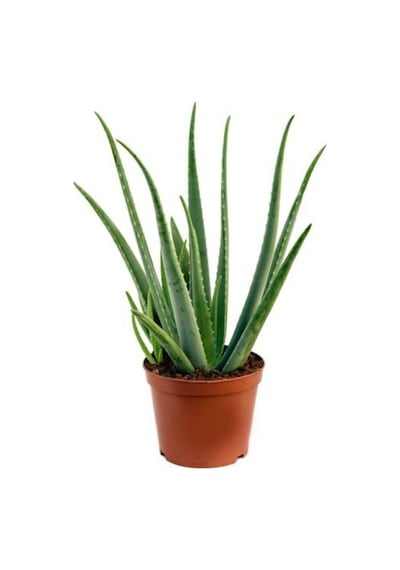 Aloe Vera Bitkisi Sarısabır Cilt Için Uygun Jel Aleovera 30 - 40 Cm