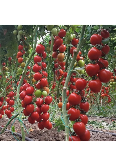 5 Adet Çok Verimli Salkım Domates Fidesi