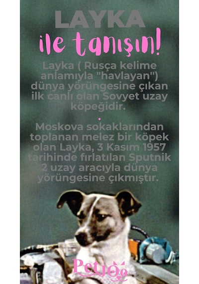 Petjoo 22.Layka Pembe-Gri Qr'lı Köpek Künyesi