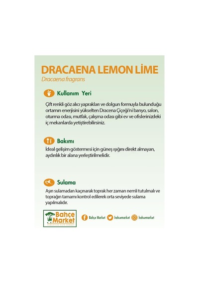 Dracaena Lemon Lime 17 Çap