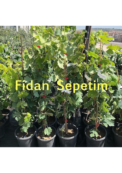 2 Yaş Victoria Üzüm Fidanı
