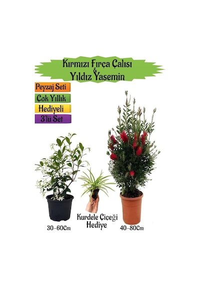 Kırmızı Fırça Çalısı+kokulu Yıldız Yasemin+kurdele Çiçeği Peyzaj Seti