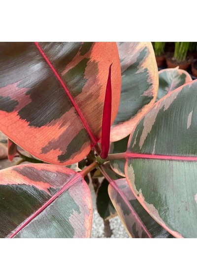 Pembe Alacalı Kauçuk Bitkisi Parlak Yapraklı Ficus Elastica 60-70 Cm
