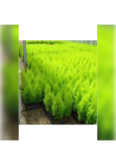 Limon Servi Cupressus Macrocarpa Goldcrest 100 Cm