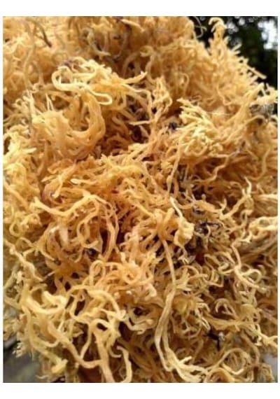 Deniz Kadayıfı İrish Moss Gold Sea Moss 100 G
