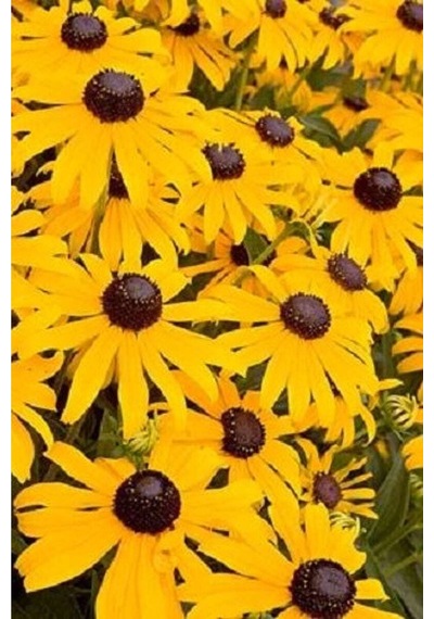 20 Adet Black Eyed Susan Tohumu