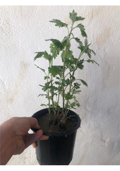 1 Adet Kasımpatı Fidanı Saksılı 10-30 Cm Beyaz