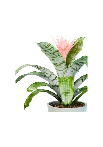 Eşmeya – Kupa Çiçeği (Aechmea)