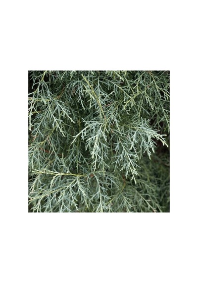 Mavi Servi Fidanı Picea Pungens 10-20 Cm