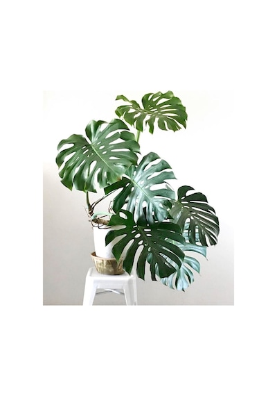 Monstera Deliciosa Deve Tabanı 80-100 Cm