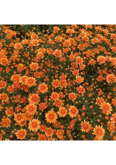 Kasımpatı Saksı Da Chrysanthemum Turuncu Renk 10-20 Cm