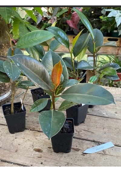 Kauçuk Çiçeği 1 Adet Saksılı 20-45cm Ficus Elastica Mini Boy Salon Çiçeği
