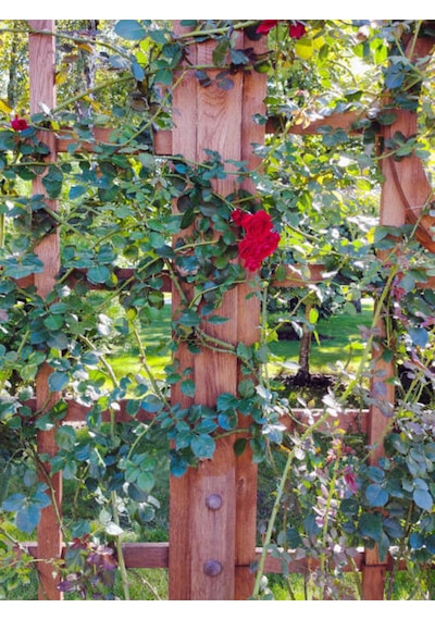 Videolu Kırmızı Sarmaşık Gül Fidanı 100-130 Cm Tüplü Dış Mekan Sarmaşık Red Climbing Rose Bush