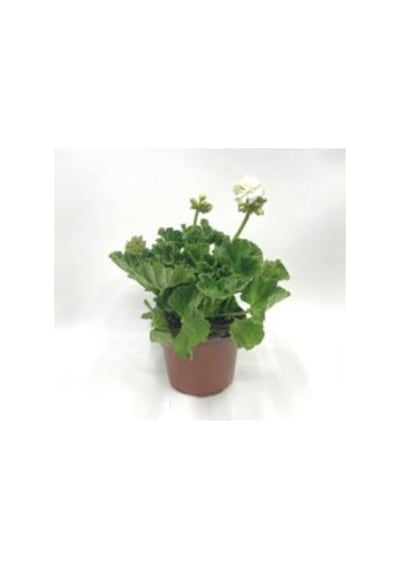 Thebestonline Hürrem Mor Beyaz Ceylan Gözü Sardunya Çiçeği Fidanı 10-20 Cm