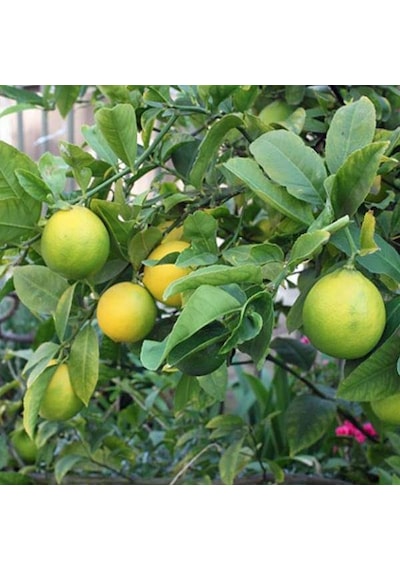 Yediveren Limon Fidanı 2 Adet 3 Yaş Tüplü Ve Aşılı