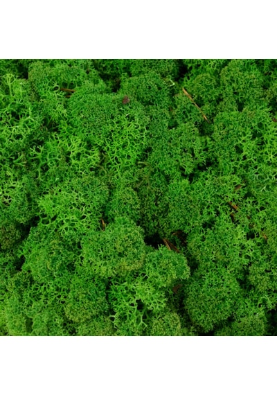 Trend Bahçe Reindeer Moss Forest Green Şoklanmış Norveç Yosunu 4 KG