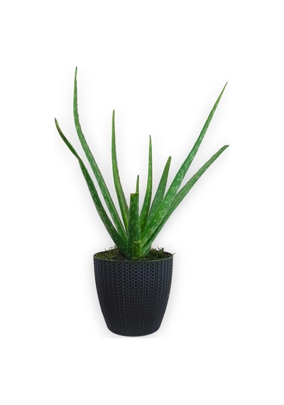 Aloe Vera Bitkisi Antrasit Sümela Saksıda
