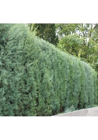 Videolu Mavi 1 Adet Servi Çamı Fidanı 30-70cm Saksılı\tüplü Cedar Pine Tree Sapling