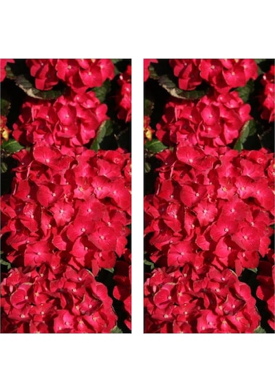 2 Adet Kırmızı Çiçekli Ortanca Fidanı 30-55 Cm Tüplü Çiçekli Bodur Bitkiler Red Hydrangea