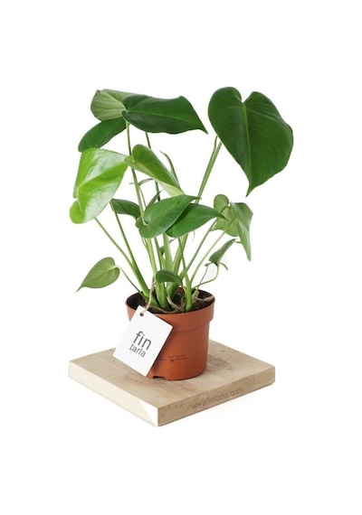 Monstera Deliciosa Deve Tabanı Sağlıklı Form Ev Ofis Salon Bitkisi 45-50 Cm