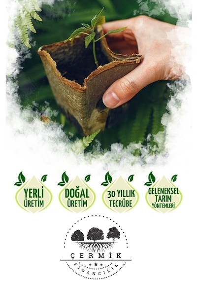 4 Çeşit Karışık Meyve Fidanı Zeytin , Badem , Antep Fıstığı, Nar