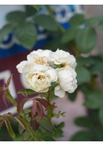 Yediveren Gül Kayısı Rengi Turuncu Sarı Pembe Kırmızı 50 70cm 6adet Saksılı Aşılı Gül Roses