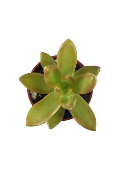 Sedum Adolphi (Sukulent) Ø5,5 CM Y0-10 CM