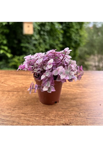 Videolu Pembe Mini Telgraf Çiçeği 1 Adet Saksılı/ Tüplü 10-15cm Salon Bitkisi Tradescantia