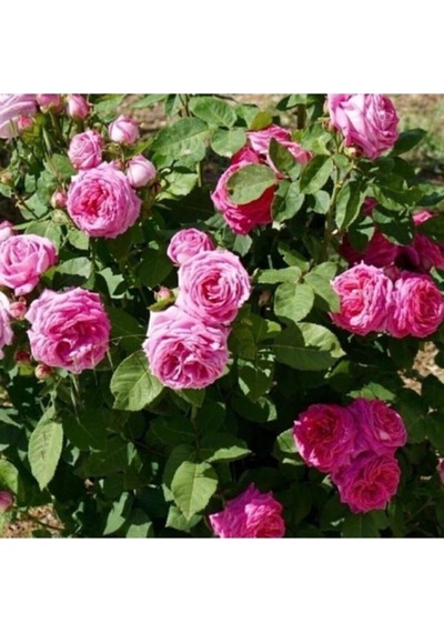 Saksılı Kokulu Isparta Gülü Fidanı 10-20 Cm