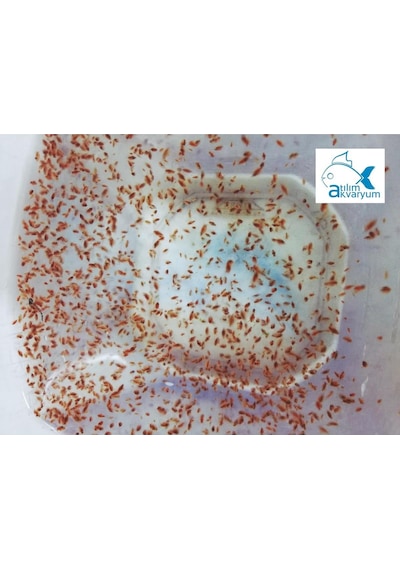 Daphnia Su Piresi Kültürü Balık Yemi 1000 Adet Üzeri Büyük Paket
