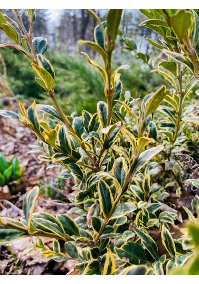 Videolu Alacalı Taflan 40 60 Cm 1 Adet Saksılı Dış Mekan Bitkisi Laurocerasus Officinalis Roem.