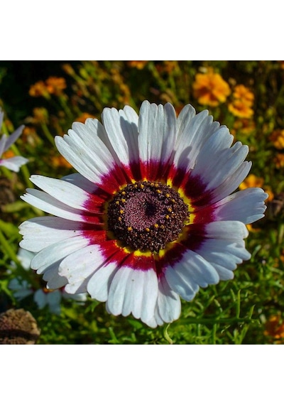 Karışık White Kasımpatı Çiçeği Tohumu20 Tohum N114344