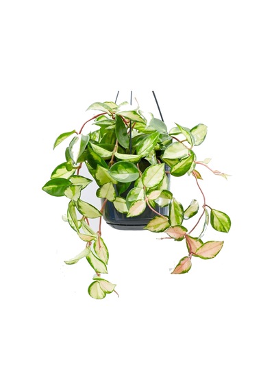 Alacalı Mum Çiçeği (Hoya carnosa Tricolor) - Askılı Saksıda