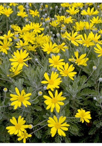 Sarı Çalı Papatyası Euryops Pectinatus