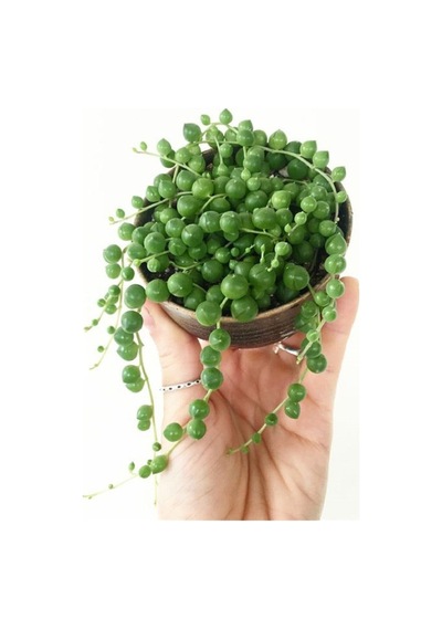 Tespih Boncuk Çiçeği Senecio Herreianus 5,5 Cm Saksı Kaktüs