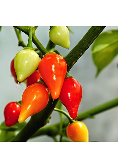 Acı Top Biber Tohumu 20 Biquinho Pepper Ata Tohumu Bahçeden