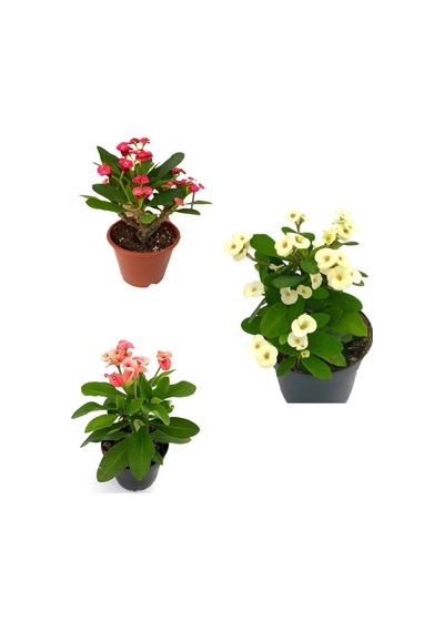 Dikenler Tacı Milli Kırmızı-beyaz-pembe Renk 3 Adet Saksılı 10-20cm Euphorbia