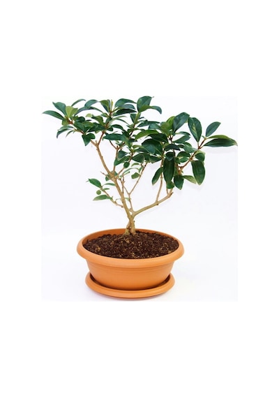 Bonsai Kartopu Lucidum 2 Adet